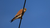 Lesser Kestrel