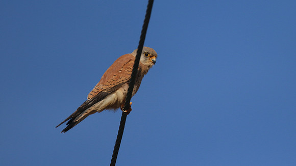 Lesser Kestrel, Anarita Park, Cyprus, April 2016.