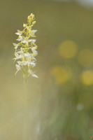 Lesser Butterfly-orchid, Morgans Hill, June 2024