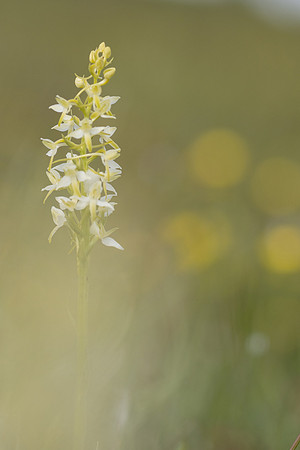 Lesser Butterfly-orchid, Morgans Hill, June 2024
