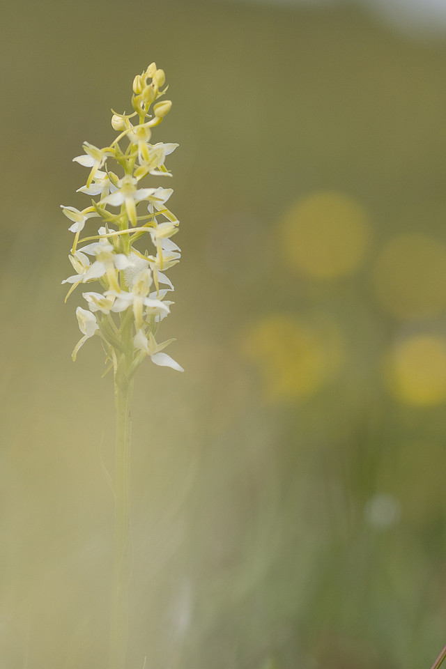 Lesser Butterfly-orchid, Morgans Hill, June 2024