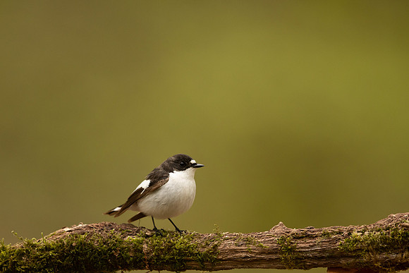 Pied Flycatcher, Forest of Dean, April 2022