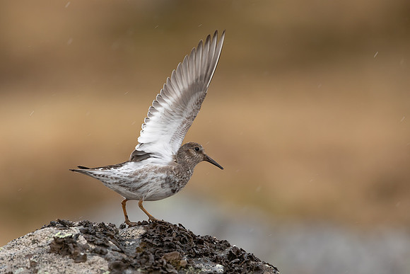 Purple Sandpiper, Raufarhofn, Iceland, June 2022
