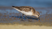 Little Stint, Cheddar Reservoir, September 2014