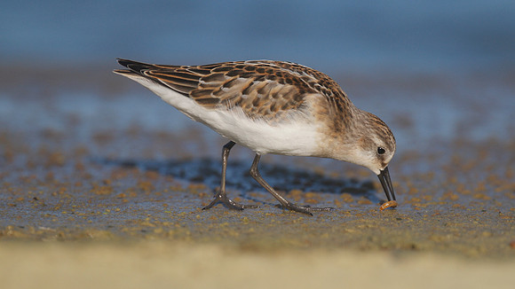 Little Stint, Cheddar Reservoir, September 2014