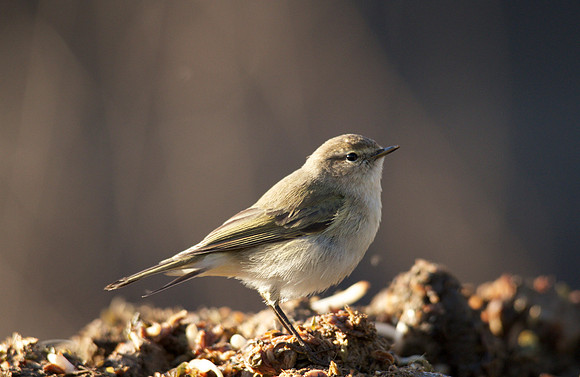 Siberian Chiffchaff, St Werburgs 2013