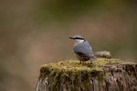 Nuthatch, Forest of Dean, April 2021