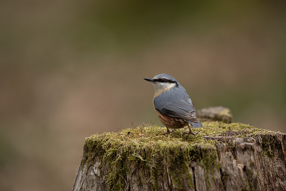 Nuthatch, Forest of Dean, April 2021