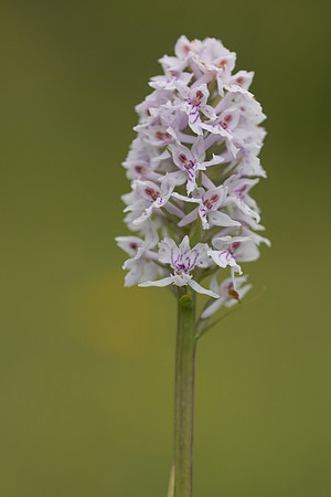 Common Spotted-orchid Orchid, Rudge Hill, June 2024