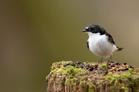 Pied Flycatcher, Forest of Dean, April 2021