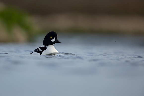 Barrows Goldeneye, River Laxa, Iceland, June 2022