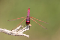 Violet Dropwing, Cape Greco, Cyprus, July 2024