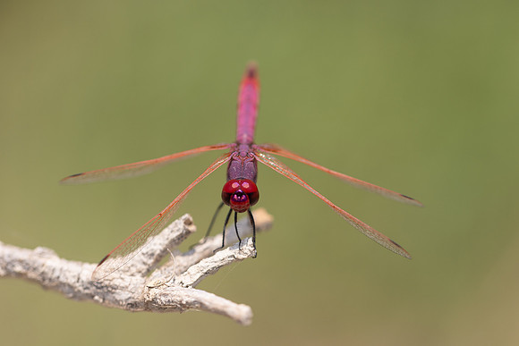 Violet Dropwing, Cape Greco, Cyprus, July 2024