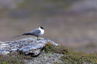 Long-tailed Skua, Áilegas fell, Finland, June 2025