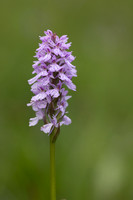 Heath Spotted-orchid, Vicarge Farm, June 2024.