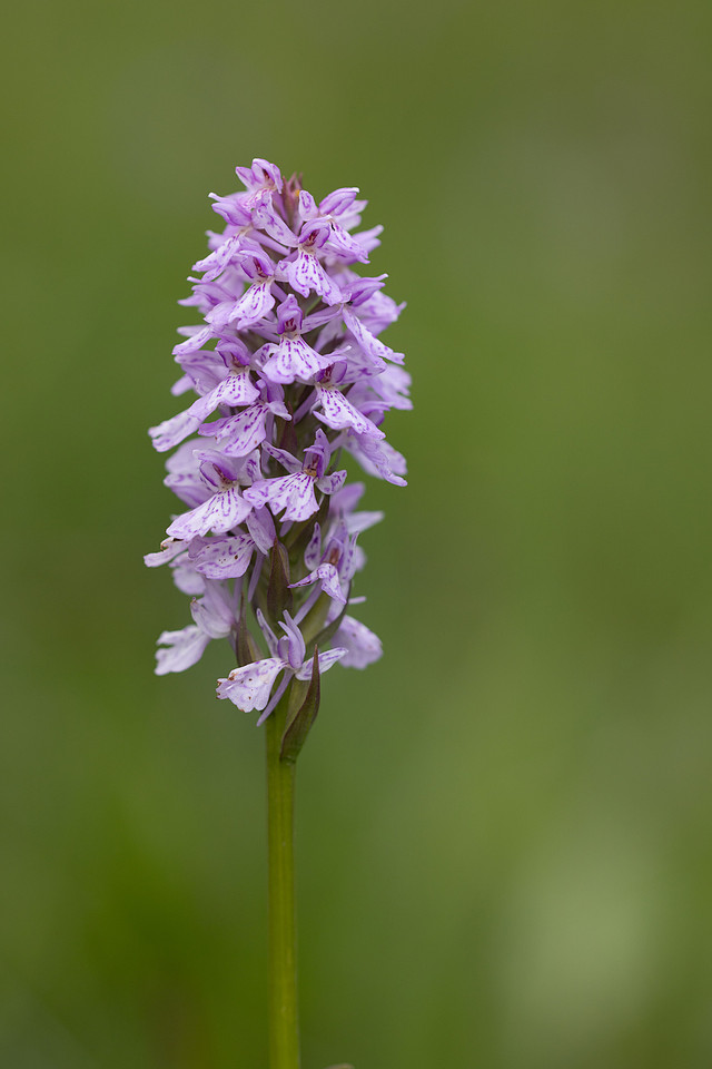 Heath Spotted-orchid, Vicarge Farm, June 2024.