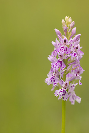 Common Spotted-orchid Orchid, Rudge Hill, June 2024