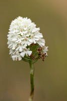Pyramidal Orchid, Rodbrough Common, July 2023