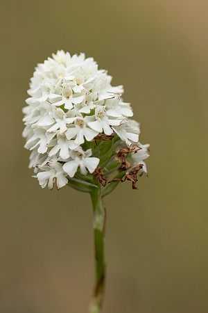 Pyramidal Orchid, Rodbrough Common, July 2023