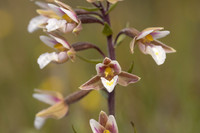 Marsh Helleborine, Kenfig, June 2024