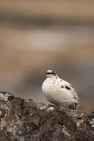 Ptarmigan, Raufarhofn, Iceland, June 2022