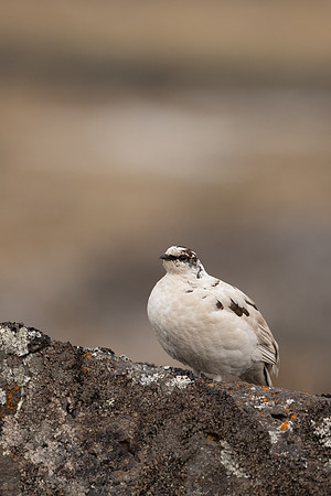Ptarmigan, Raufarhofn, Iceland, June 2022