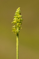 Musk Orchid