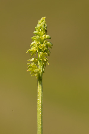 Musk Orchid, Cleeve common, June 2022.