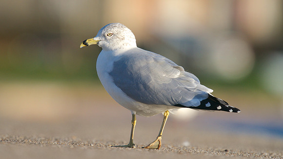 Ring-billed Gull, Gosport, December 2014