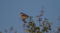 Red-backed Shrike, Larnaca Salt Lake, April 2014