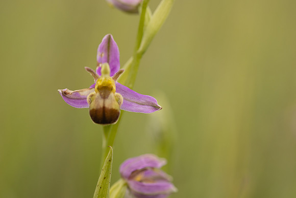 Bicolured Bee Orchid, Minchinhampton Common, June 2024