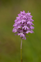 Pyramidal Orchid, Rudge Hill, July 2024