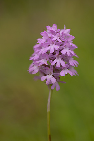 Pyramidal Orchid, Rudge Hill, July 2024