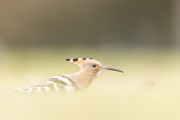 Hoopoe, Swansea, October 2024