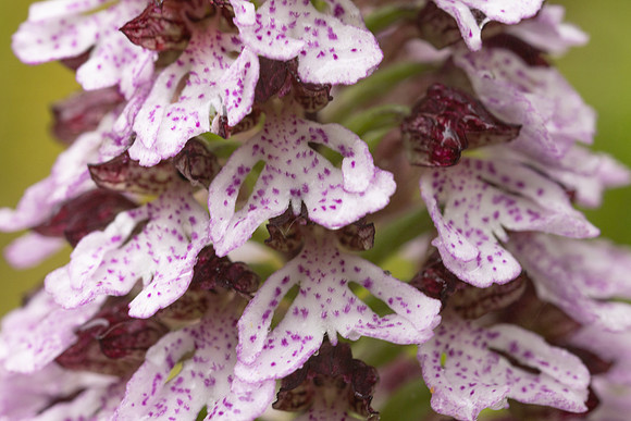 Lady Orchid, Bonsai Bank, May 2024