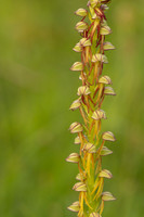 Man Orchid, Wye nature reserve, May 2024