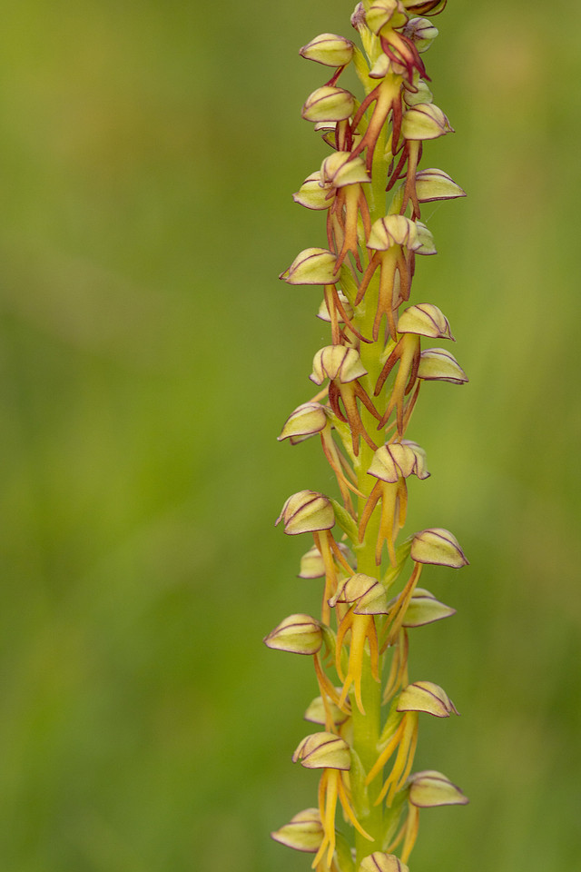 Man Orchid, Wye nature reserve, May 2024