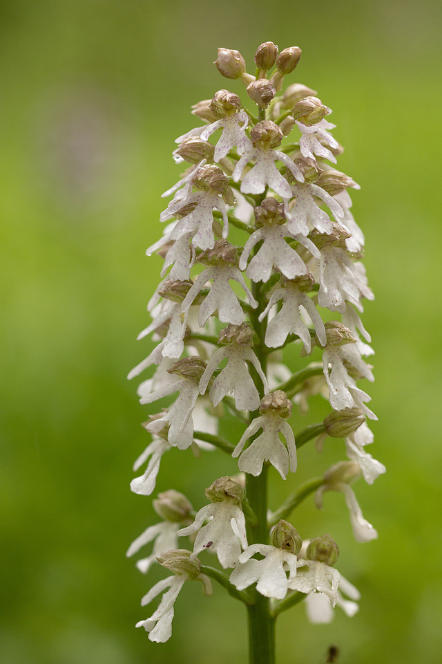 Lady Orchid, Bonsai Bank, May 2024