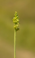 Musk Orchid, Cleeve common, June 2022