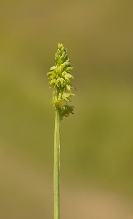Musk Orchid, Cleeve common, June 2022