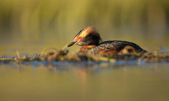 Slavonian Grebe, Iceland, May 2022