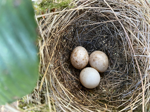 Blackcap, Rockhampton, April 2022