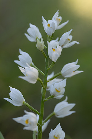 Sword-leaved Helleborine, Rodbrough Common, May 2024
