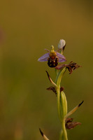 Bee Orchid, Oldbury, June 2022
