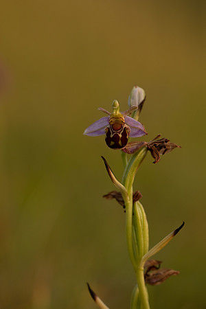 Bee Orchid, Oldbury, June 2022
