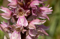 Frog x Common Spotted-orchid, Morgans Hill, June 2024