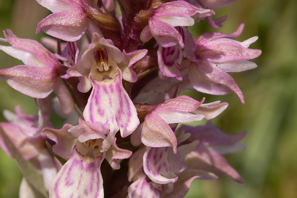 Frog x Common Spotted-orchid, Morgans Hill, June 2024