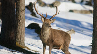 Red Deer, Cairngorms, February 2015