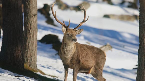 Red Deer, Cairngorms, February 2015