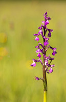 Green-winged Orchid, Melrose Farm, May 2024